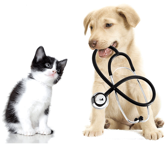 Veterinário Online