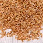 JBL PROTERRA GAMMARUS - Imagem 2