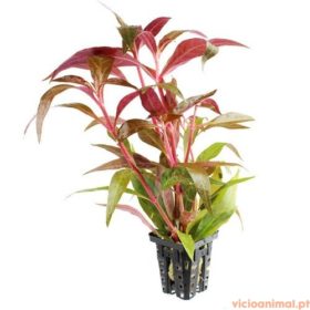 Alternanthera rosaefolia