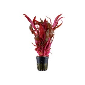 Alternanthera reineckii 'Pink'