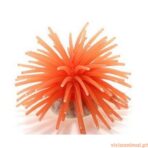 Anémona 6 Cm - Imagem 3