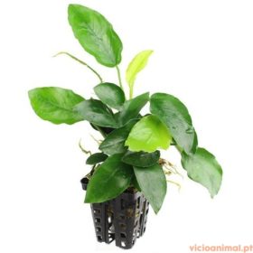Anubias nana