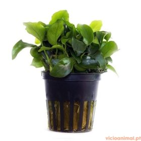 Anubias nana petit