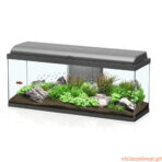 Aquário Aquadream