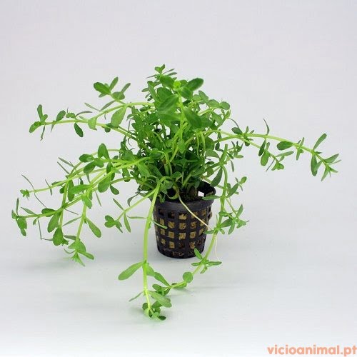 Bacopa-monieri-1.jpg Bacopa monieri - Imagem 1