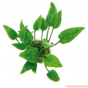 Cryptocoryne pontederifolia