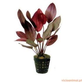 Echinodorus ozelot red