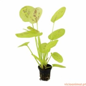 Echinodorus yellow sun