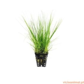 Eleocharis parvula