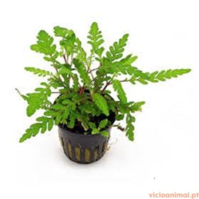 Hygrophila pinnatifida