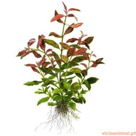 Hygrophila polysperma rosanervig