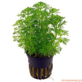 Limnophila sessiliflora - ambulia