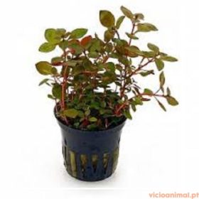 Ludwigia sp. super red