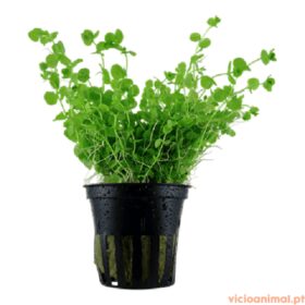 Micranthemum umbrosum