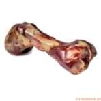 Arquizoo Osso Presunto