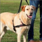 Peitoral de Treino - Lead'N'Walk