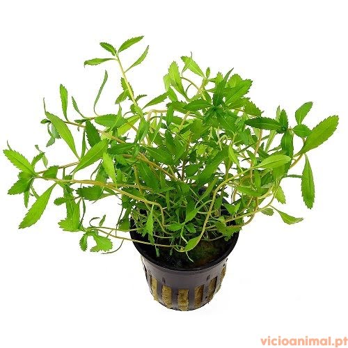 Proserpinaca-palustris-1.jpg Proserpinaca palustris - Imagem 1