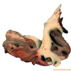 Raiz Natural Mopani - Imagem 2