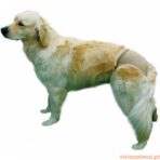 Slips Higiénicos - Imagem 4