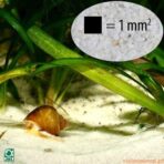 JBL Areia Sansibar - Imagem 2