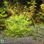 JBL Areia Sansibar - Imagem 4