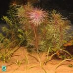 JBL Areia Sansibar - Imagem 6