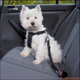 Peitoral Cinto Segurança p/Automóvel