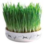 Tigela de Cerâmica c/ Erva p/Gato