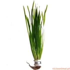 Vallisneria gigantea