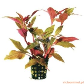 Alternanthera cardinalis