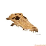 Decoração Crocodile Skull - Imagem 2