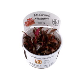 1-2-Grow Alternanthera reineckii 'Mini'