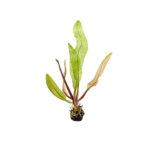 1-2-Grow Aponogeton madagascariensis
