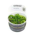 1-2-Grow Blyxa Japonica - Imagem 2