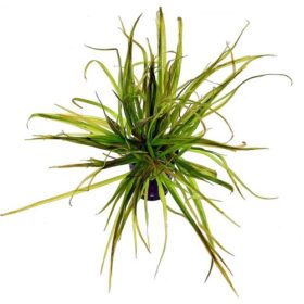 1-2-Grow Blyxa Japonica