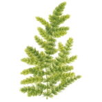 Ceratophyllum demersum 'Foxtail' - Imagem 2