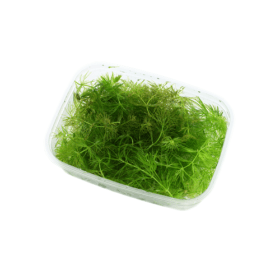 Ceratophyllum demersum 'Foxtail'