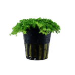 Hemianthus callitrichoides 'Cuba' - Imagem 2