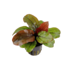 Echinodorus reni - Imagem 2