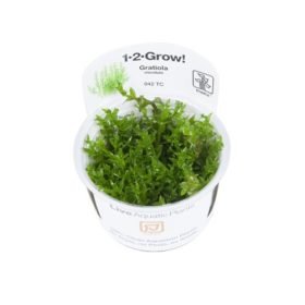1-2-Grow Gratiola viscidula
