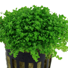 Hemianthus callitrichoides 'Cuba'