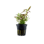 Limnophila hippuridoides - Imagem 2