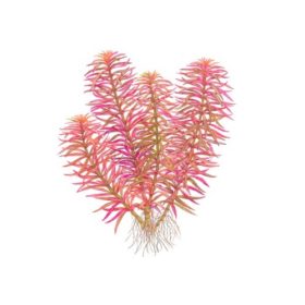 Limnophila hippuridoides