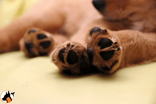 segurança,covid 19,patas,passeio,cão