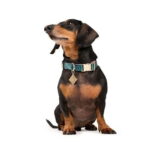 Dog.U Trela Amazónia - Imagem 2