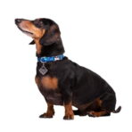 Dog.U Trela Hawaii - Imagem 2