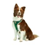 Dog.U Trela Amazónia - Imagem 3