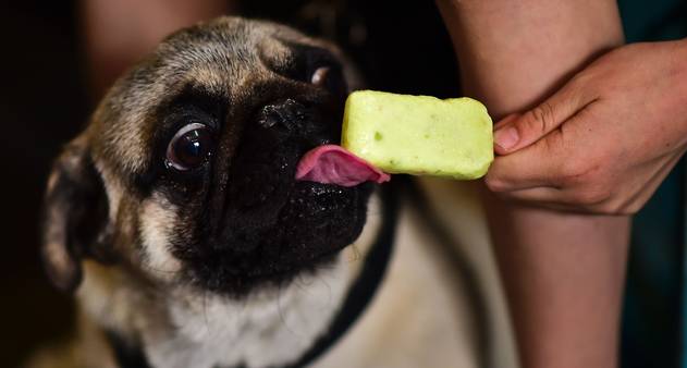 dias quentes,gelado para cães