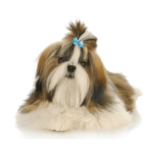 Laços para cães,laços,cão