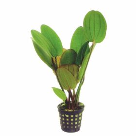 Echinodorus compacta